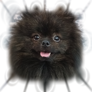 A fluffy black and tan Pomeranian dog, Canadian Champion JamJam, showing a beautiful breed expression.